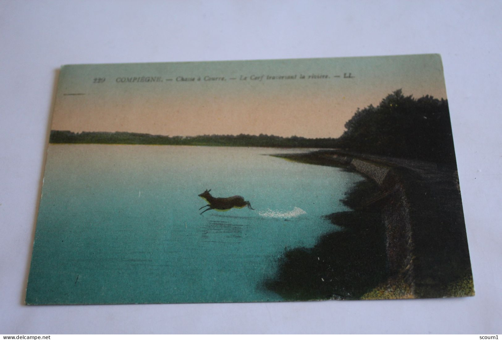 Compiègne - Chasse à Courre - Le Cerf Traversant La Rivière - Chasse