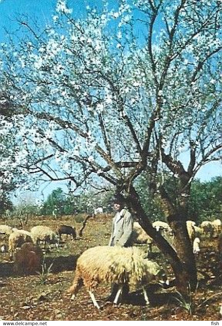 Portugal & Marcofilia, Portuguese Customs, Algarve Shepherd, Golega 1977 (391) - Brieven En Documenten