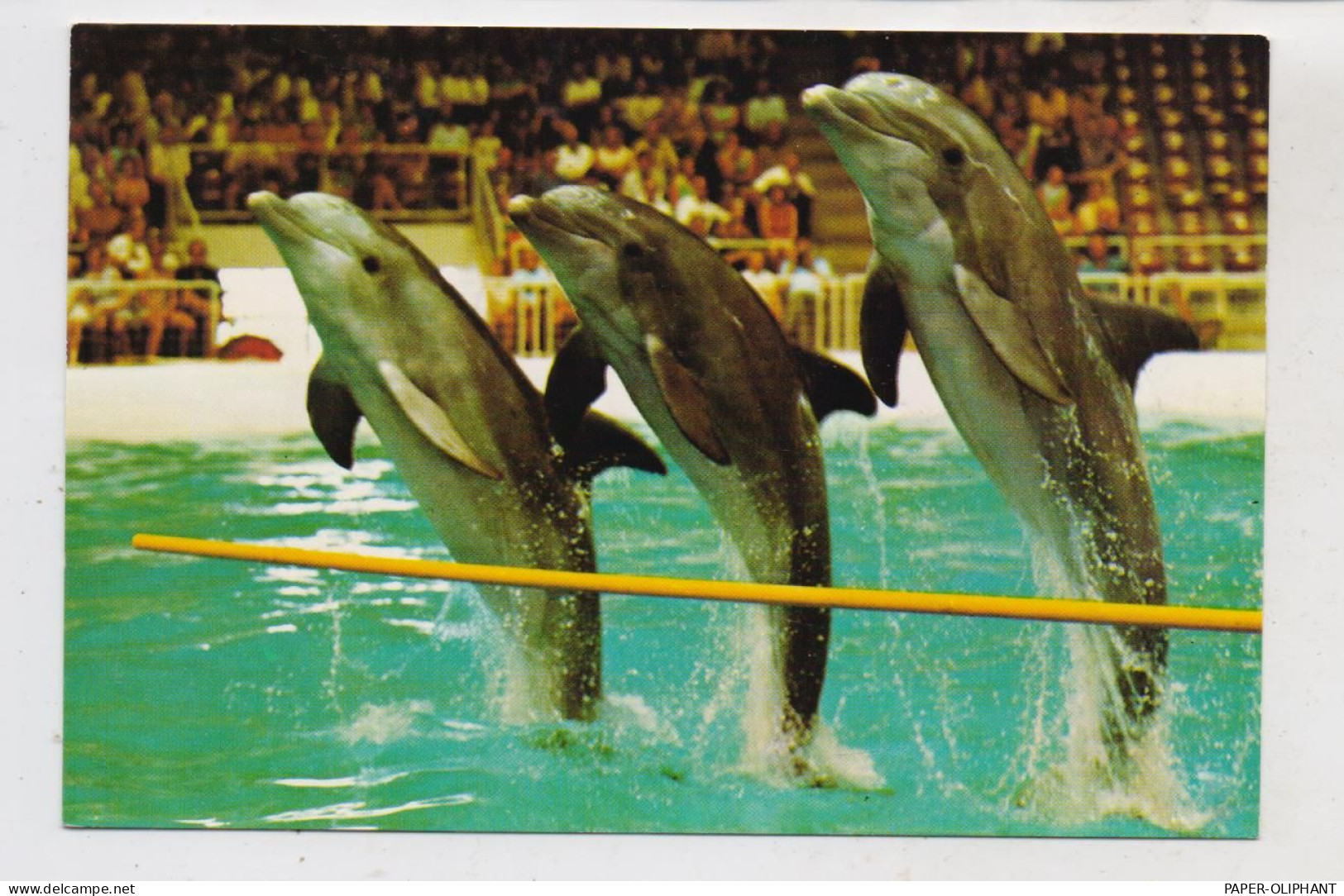 DELFINE / Dolphins, Dolphinarium Harderwijk - Dauphins