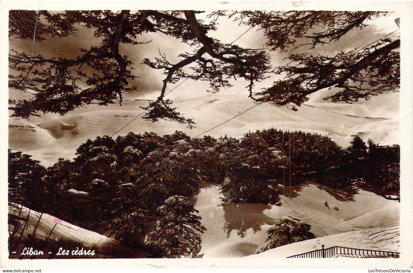 LIBAN - Les Cèdres - Carte Postale Ancienne - Libanon