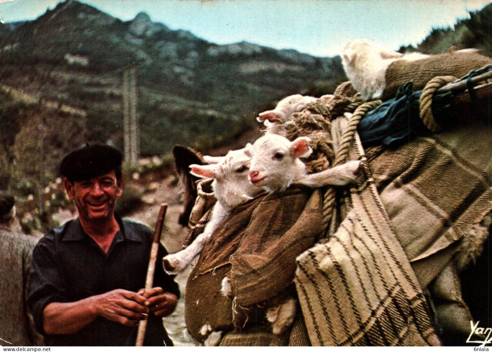 17233 TRANSHUMANCE EN ARAGON (cliché Mlle GALIN) Agneaux Avec Leur Berger ( Beau Cliché)  (2 Scans) - Veeteelt