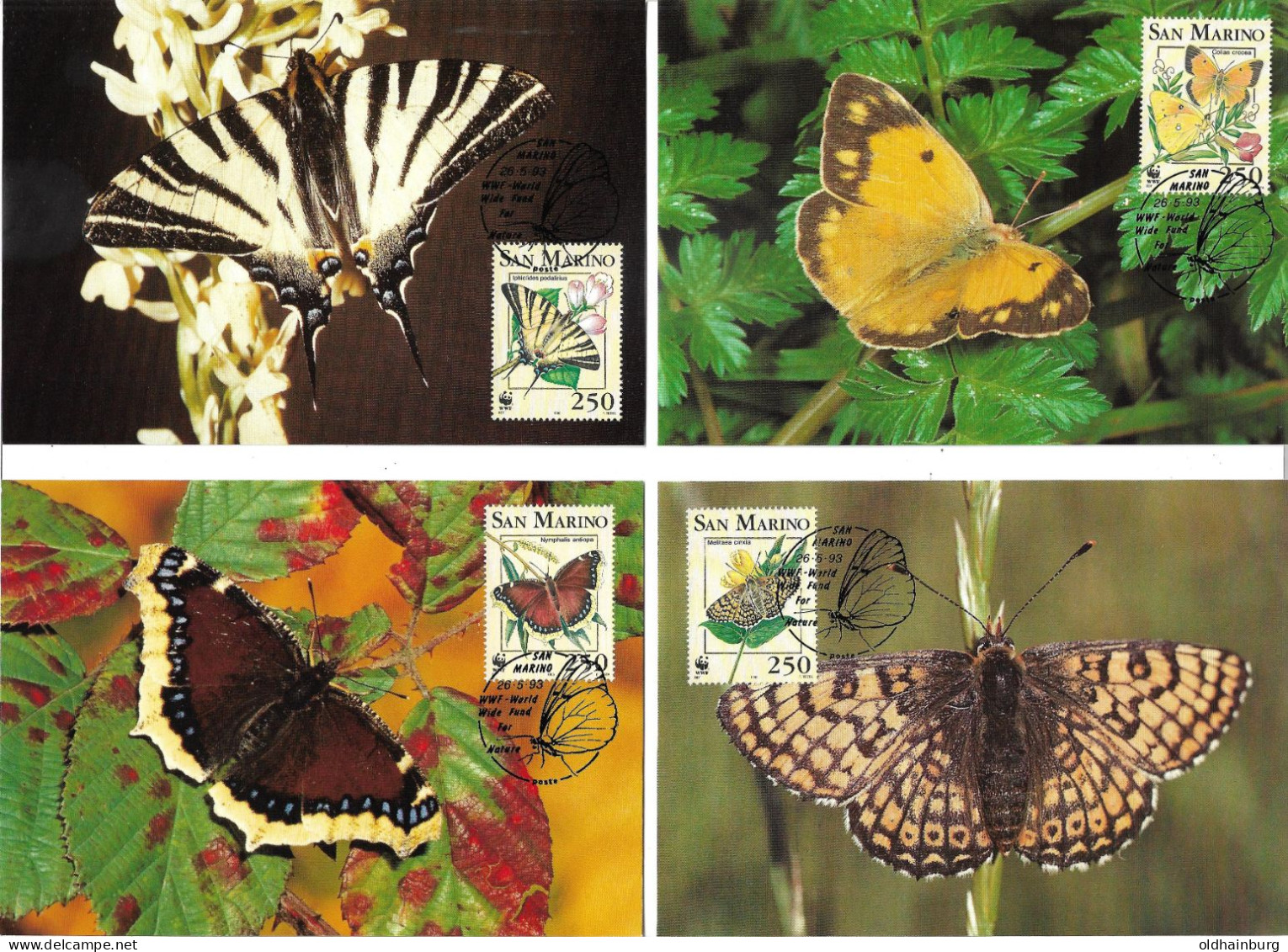 1135e: San Marino 1993, WWF- Ausgabe Schmetterlinge, Serie **/ FDC/ Maximumkarten, Jeweils In Schutzhüllen - Covers & Documents