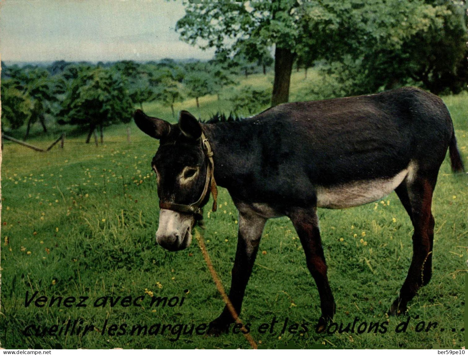 ANE GRIS "VENEZ AVEC MOI CUEILLIR LES MARGUERITES ET LES BOUTONS D'OR ..." - Anes