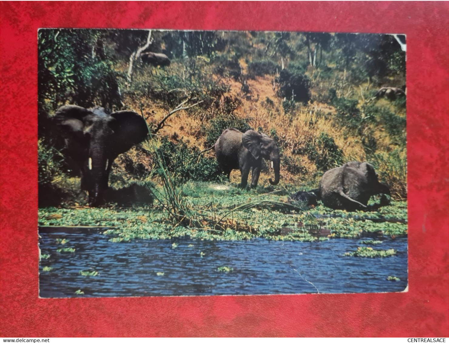 Carte OUGANDA UGANDA ELEPHANTS IN KAZINGA CHANNEL - Ouganda