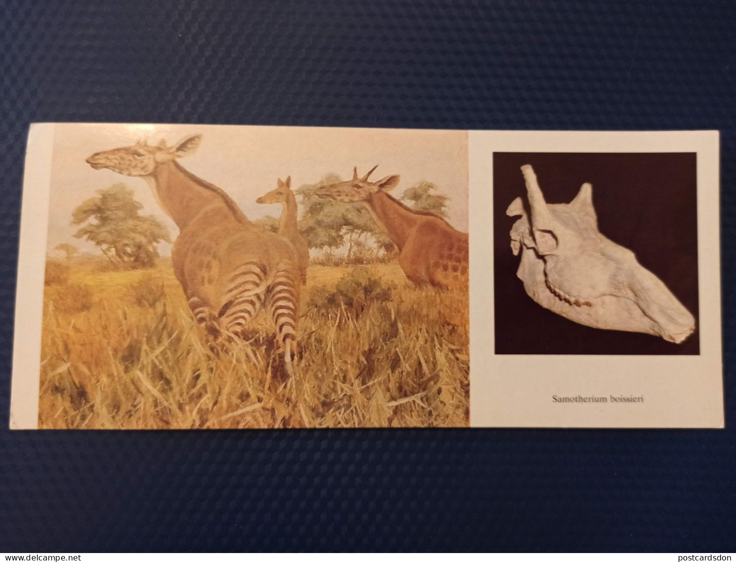 Animaux -Collection "Les Dinosaures" Samotherium 1989 Giraffe Ancestor - Giraffes