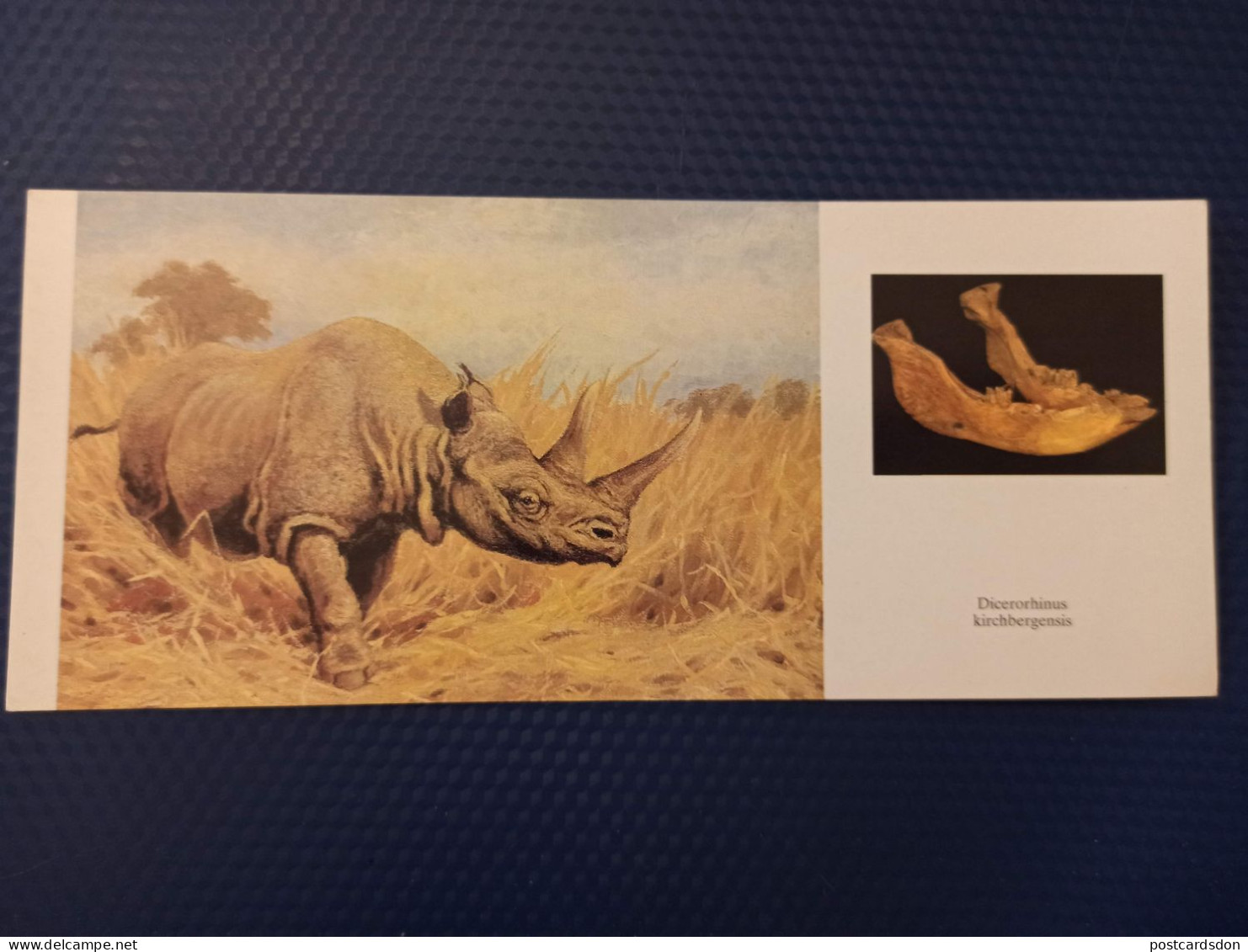 Animaux -Collection "Les Dinosaures" Dicerorhinus 1989 RHINO - Rhinoceros