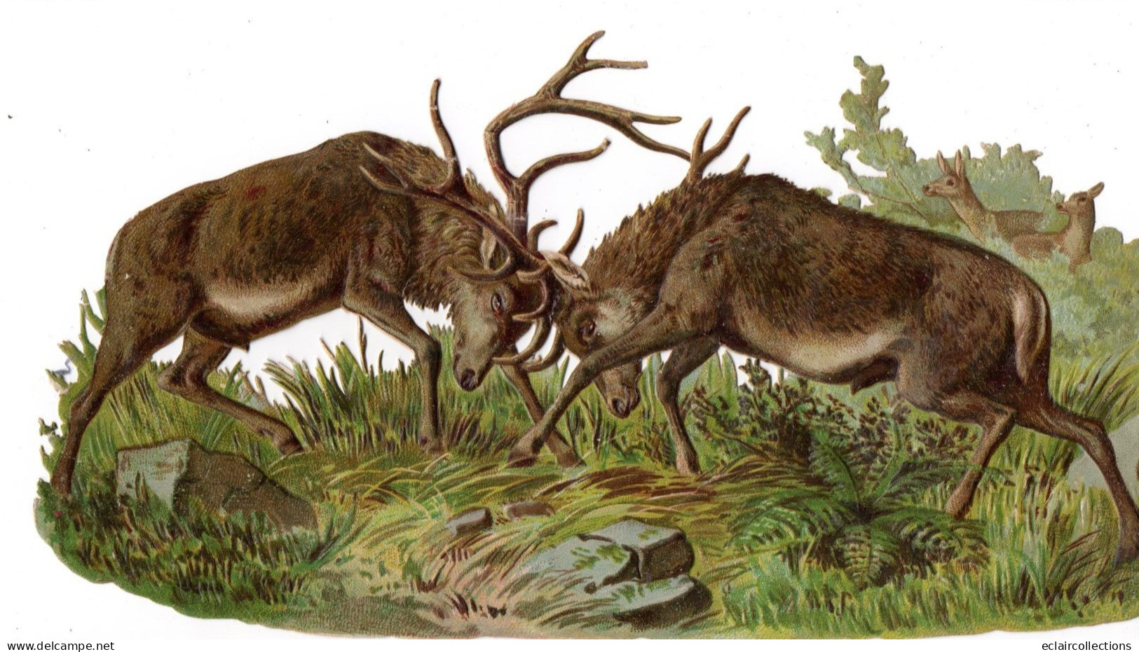 Chromos Découpis Gaufré;   Combat De Cerfs     27x15 Cms    (voir Scan ) - Animaux