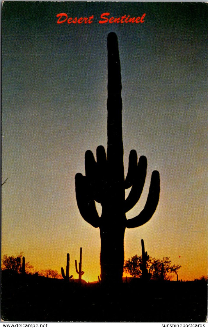 Cactus Saguaro Cactus Sundown On The Arizona Desert - Cactus