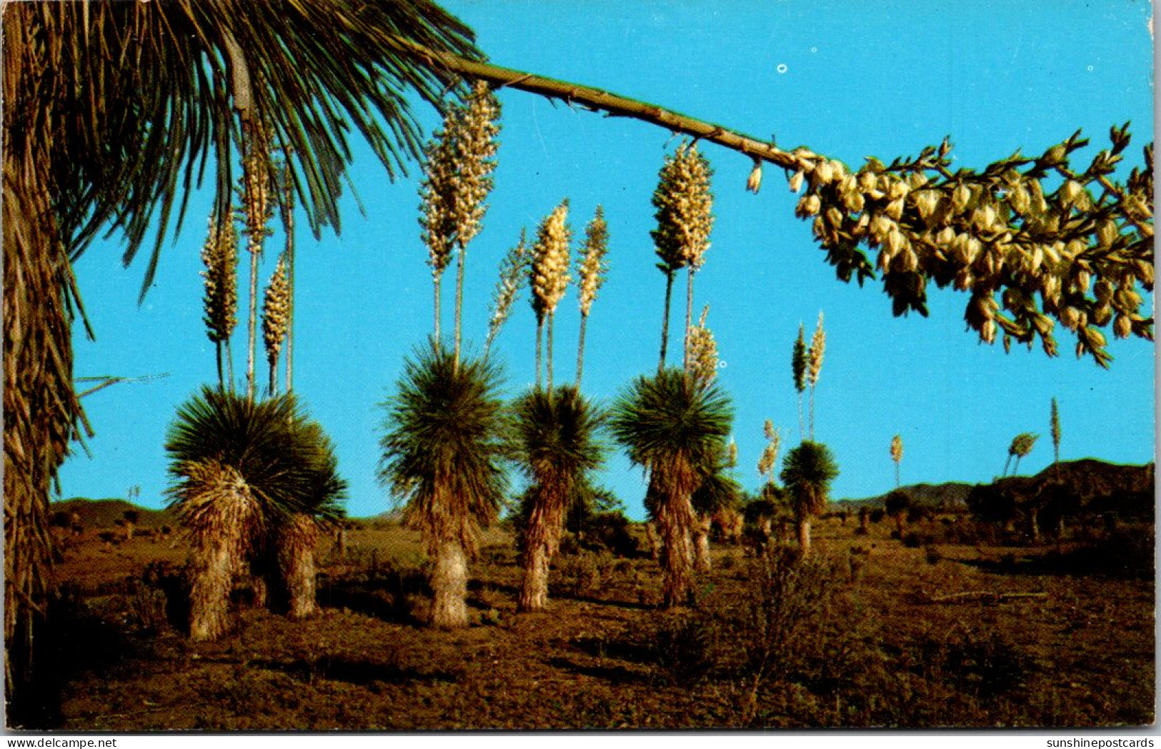Cactus Desert Yucca Or Spanish Bayonet - Cactusses