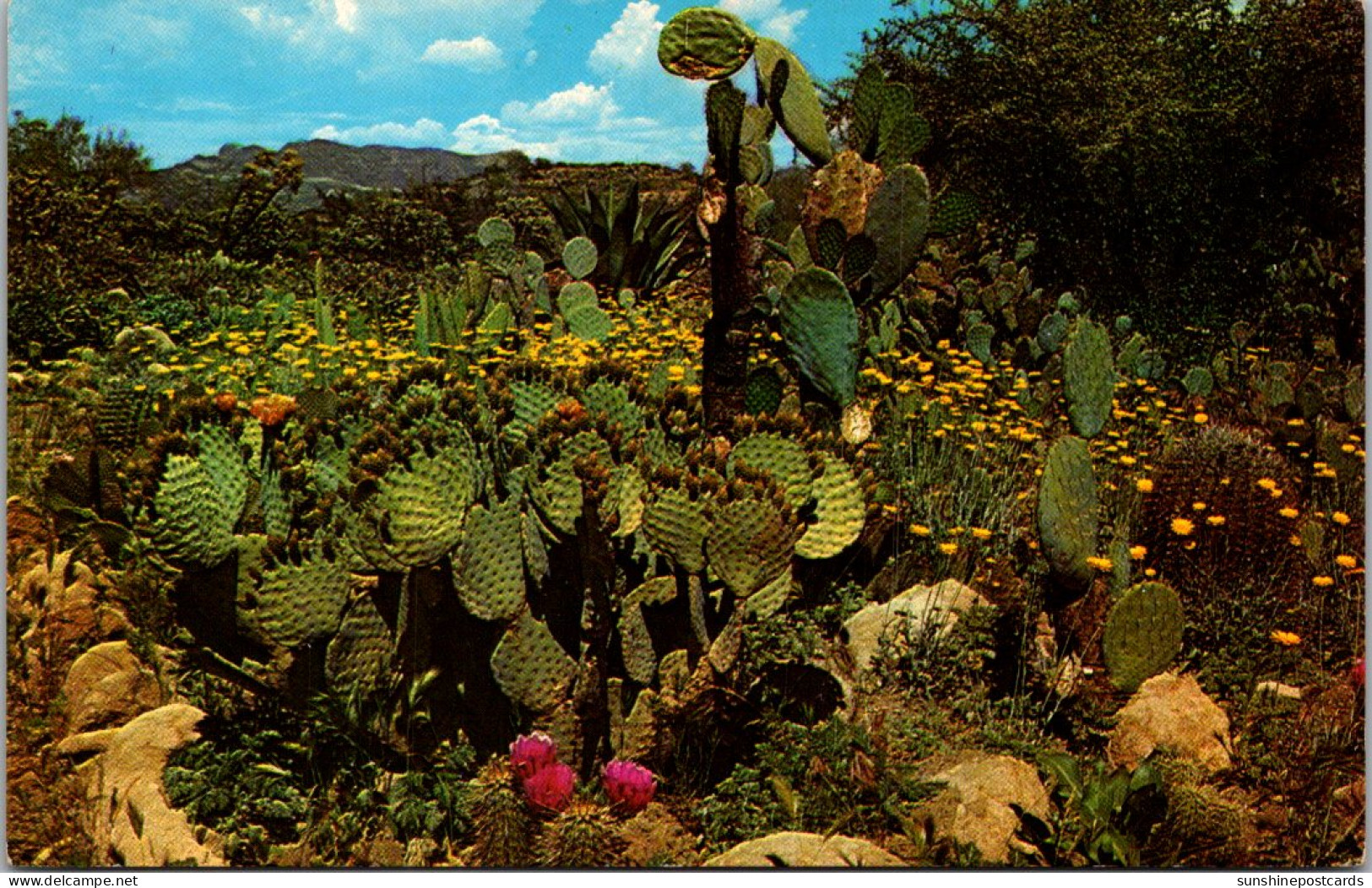 Cactus Desert Garden Prickly Pear Cactus - Cactusses