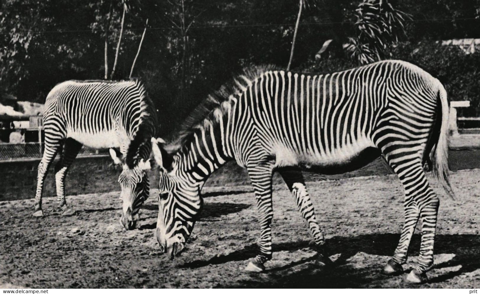 Grevy-Zebras Zoologischer Garten Berlin 1943 Unused Photo Postcard. Publisher J.Wieland & Co Berlin - Cebras