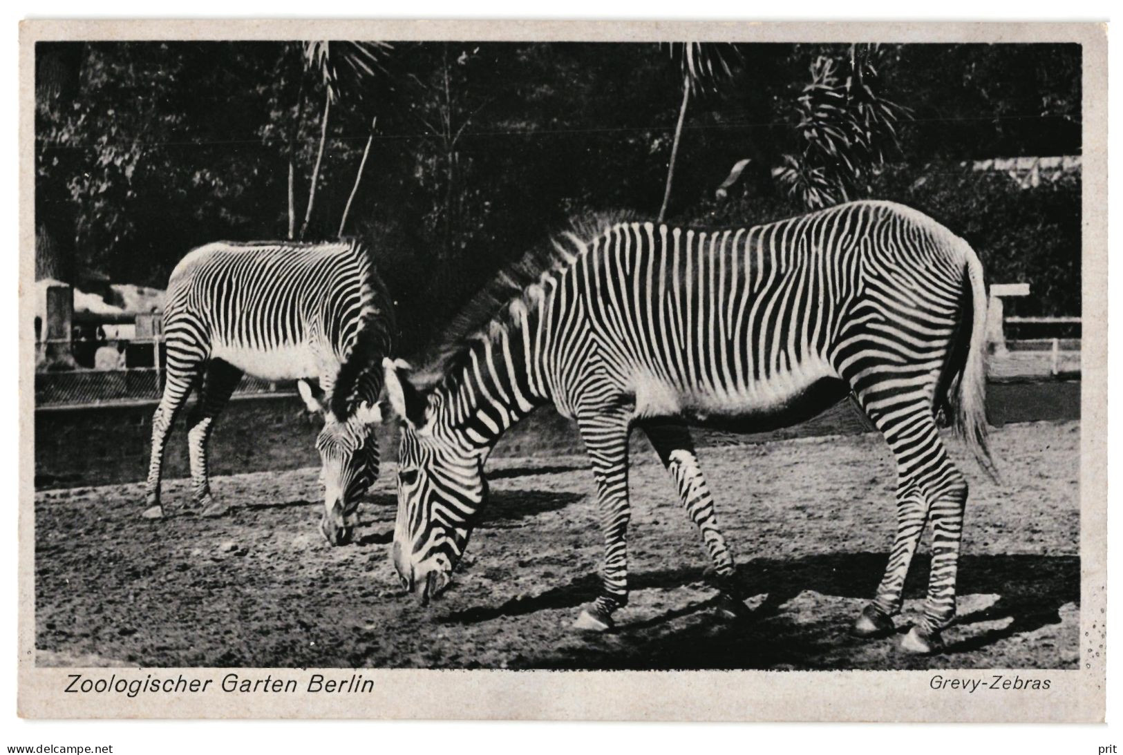 Grevy-Zebras Zoologischer Garten Berlin 1943 Unused Photo Postcard. Publisher J.Wieland & Co Berlin - Zèbres