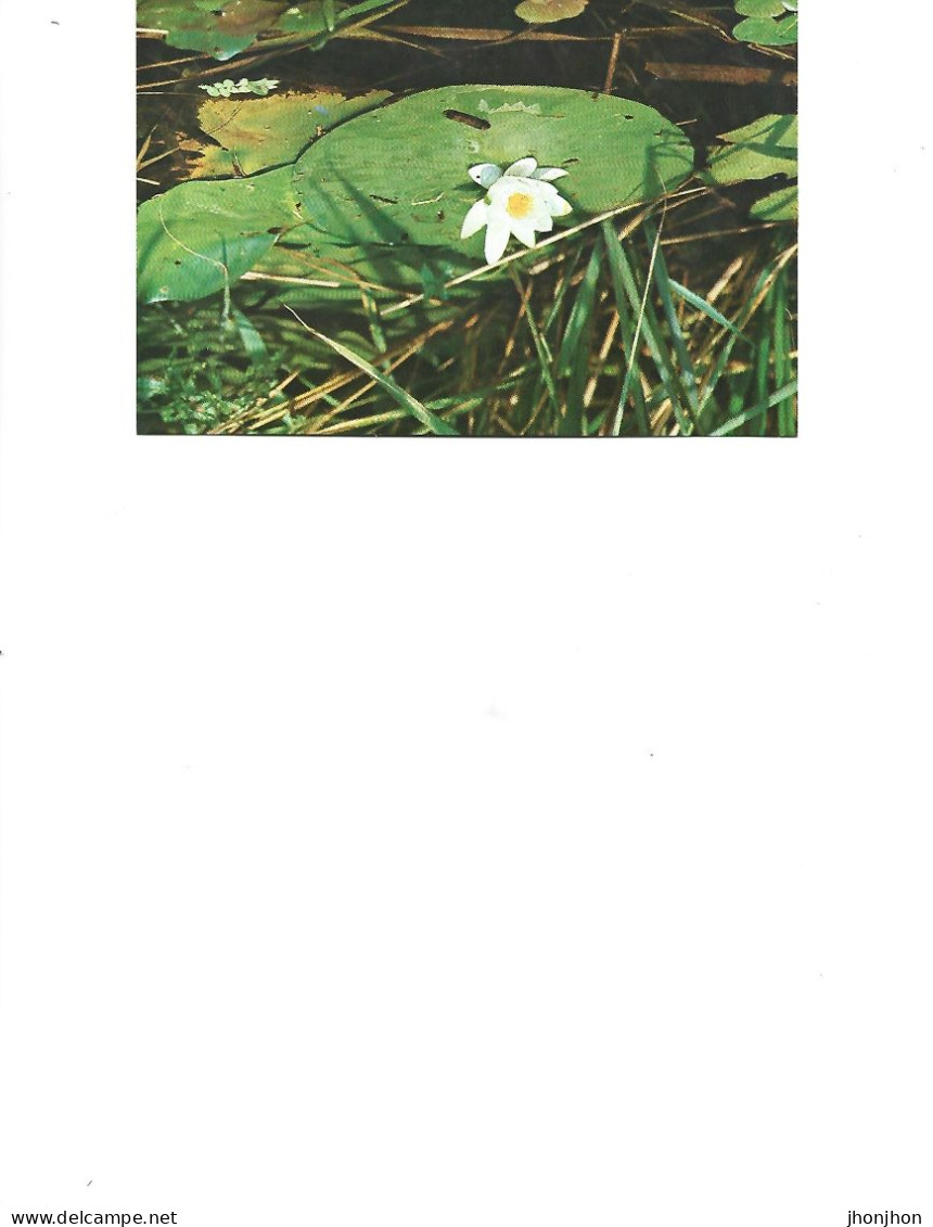 Romania  -  Postcard Unused   -  Flowers -   The Water Lily - Plantes Médicinales