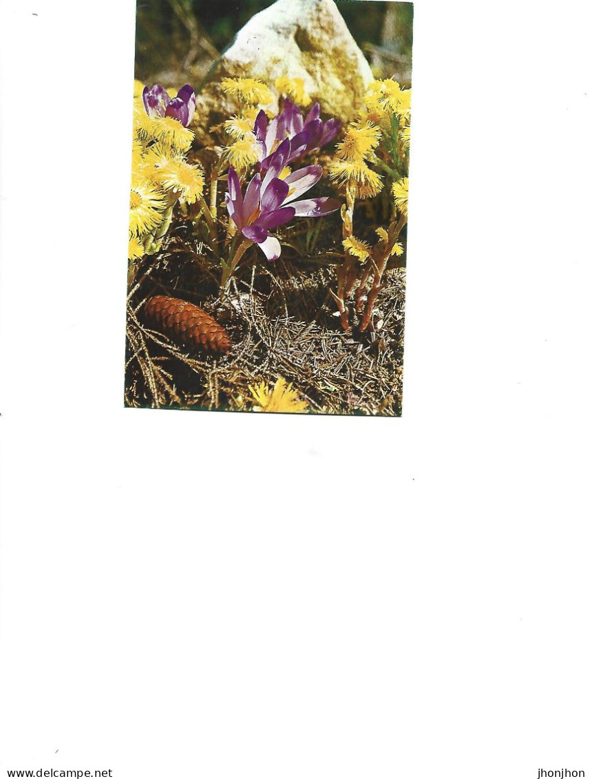 Romania  -  Postcard Unused   -  Flowers -   Irises - Geneeskrachtige Planten