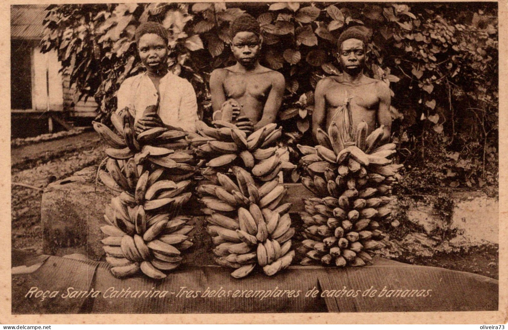 S.  SÃO TOMÉ - Roça Santa Catharina - Tres Belos Exemplares De Cachos De Bananas - Sao Tome Et Principe