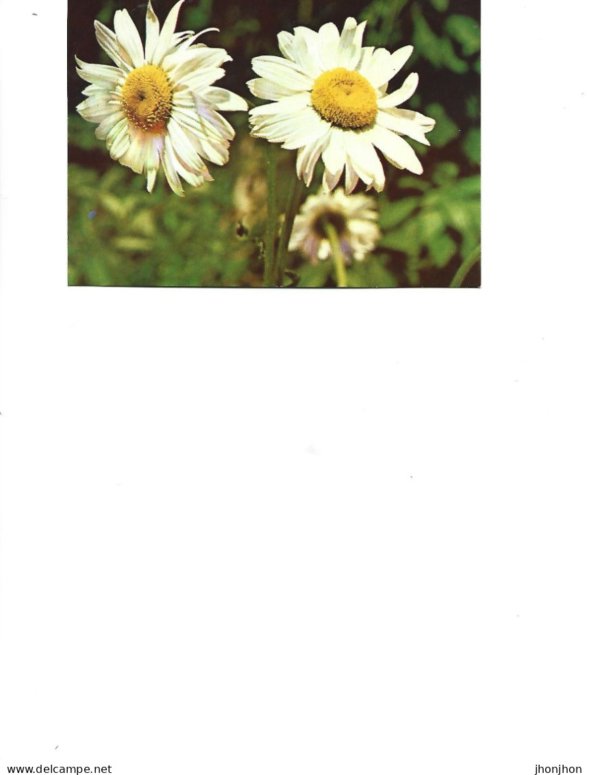 Romania  -  Postcard Unused   -  Flowers -  Margarete - Piante Medicinali