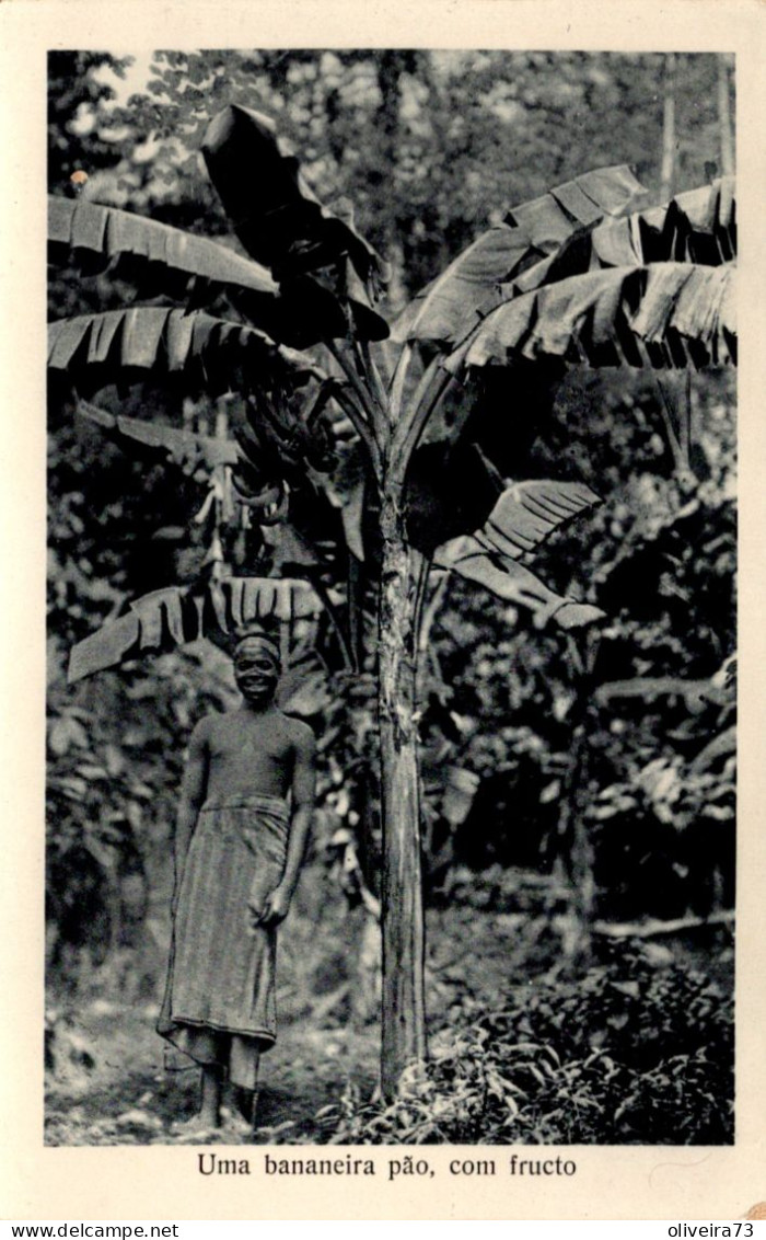 S.  SÃO TOMÉ - Uma Bananeira Pão, Com Fruto - Sao Tome And Principe