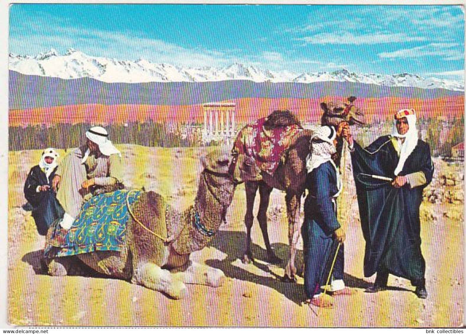 Camel Driver In Baalbeck , Liban  - 1980 Used Postcard - Asie