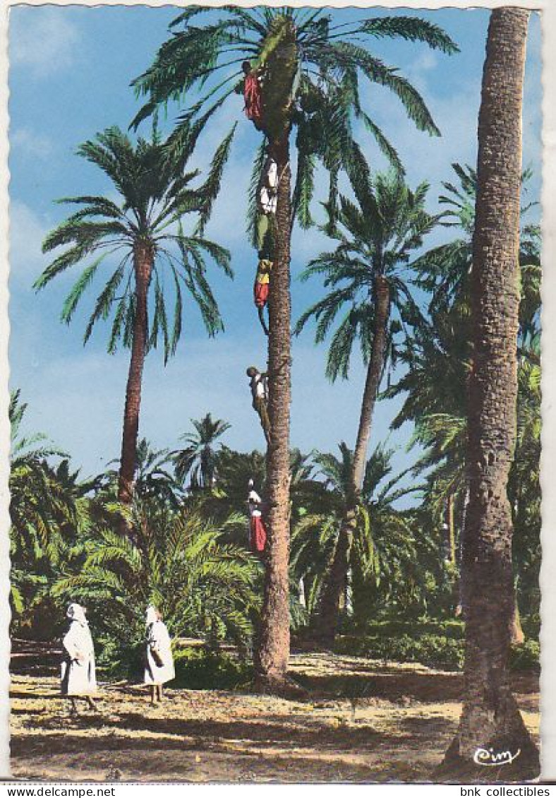 Date Fruits Harvest   - Old Uncirculated Postcard - Afrique
