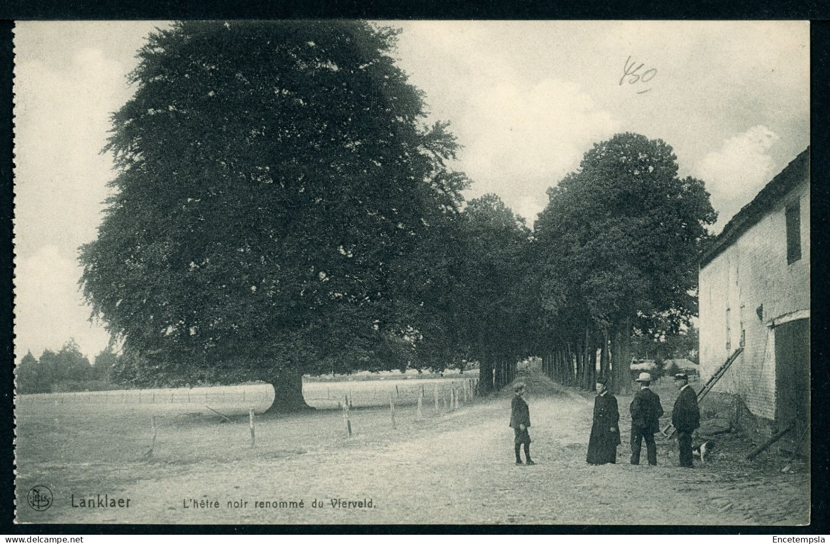 CPA - Carte Postale - Belgique - Lanklaer - L'Hêtre Noir Renommé Du Vierveld (CP23052) - Dilsen-Stokkem