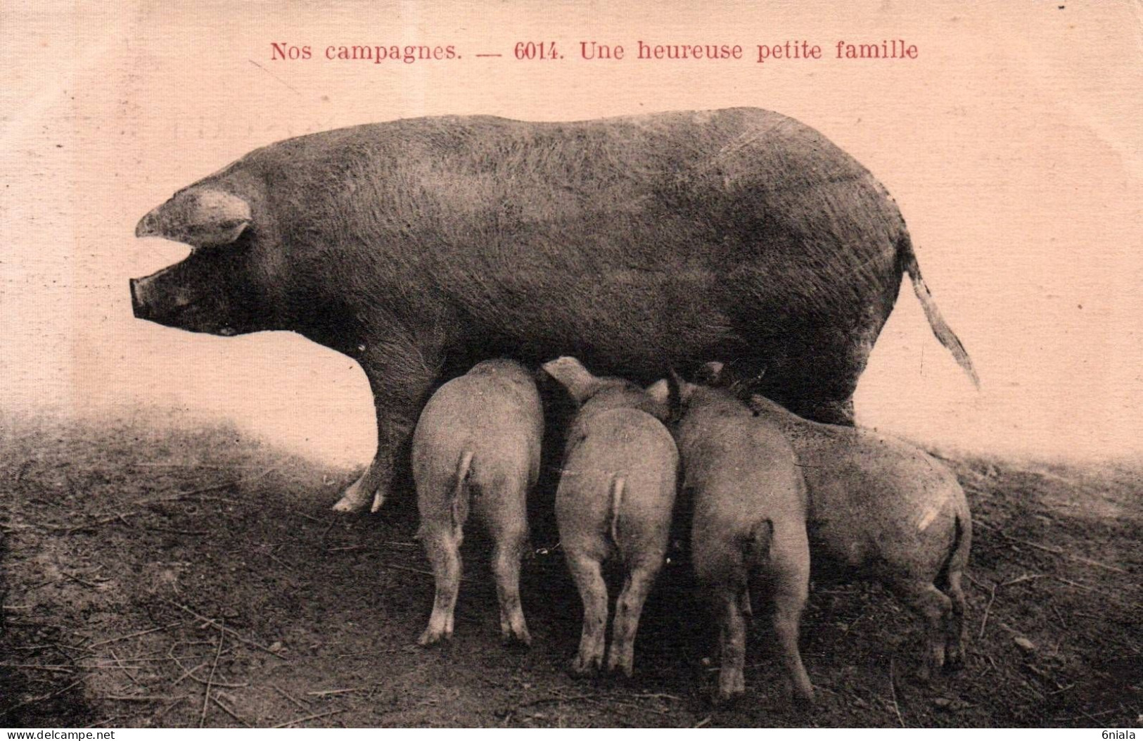 17305   NOS CAMPAGNES Une Heureuse Petite Famille   ( De Cochons ) (2 Scans) - Pigs