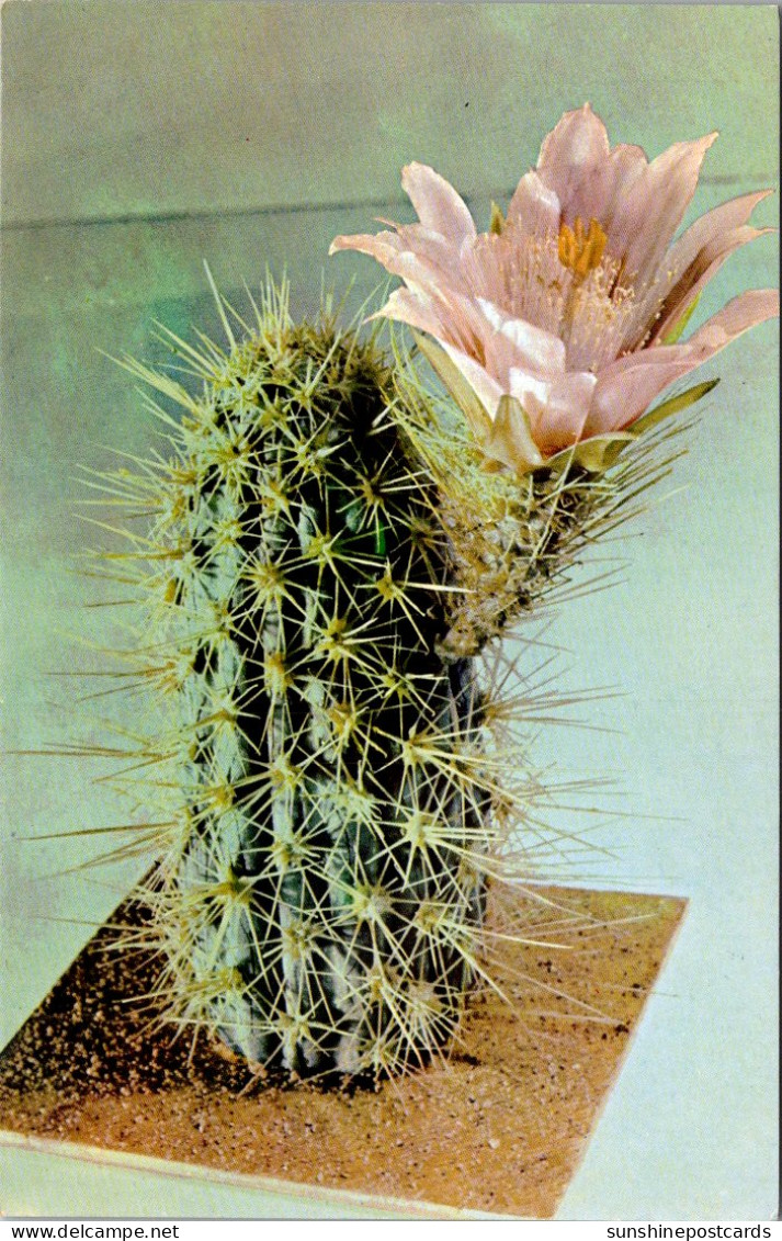 Cactus Oarry Rumpler Ware Collection Of Glass Models Of Plants Botanical Museum Harvard University - Sukkulenten