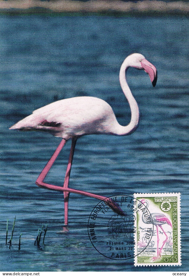France - Année Européenne De La Nature : Flamant Rose CM 1634 (année 1970) - Flamingo