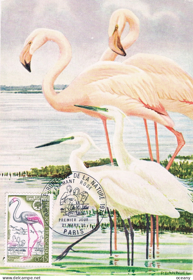 France - Année Européenne De La Nature : Flamant Rose CM 1634 (année 1970) - Flamingo