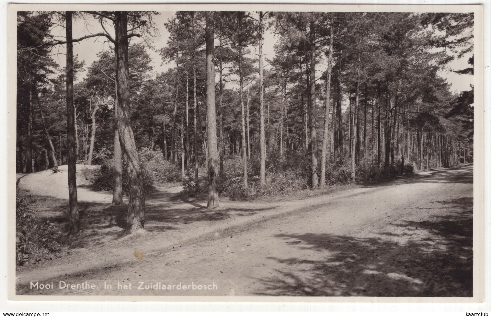 Mooi Drenthe. In Het Zuidlaarderbosch - (Nederland/Holland) - 1950 - Zuidlaren