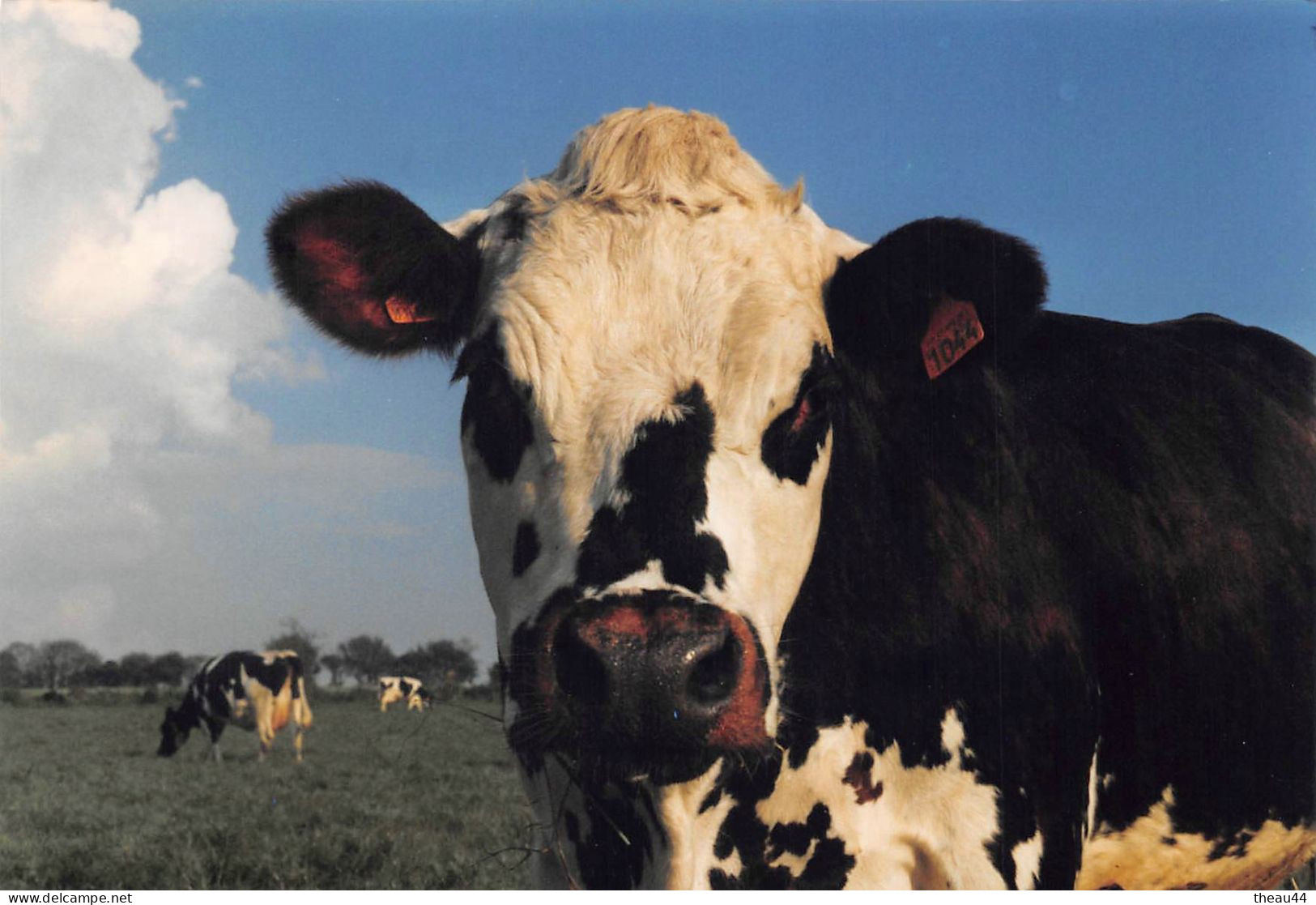 ¤¤   -   AGRICULTURE  -  Lot De 7 Clichés De La Traite De Vaches  -  Stabulation, Fermiers, Agriculteur      -   ¤¤ - Tracteurs