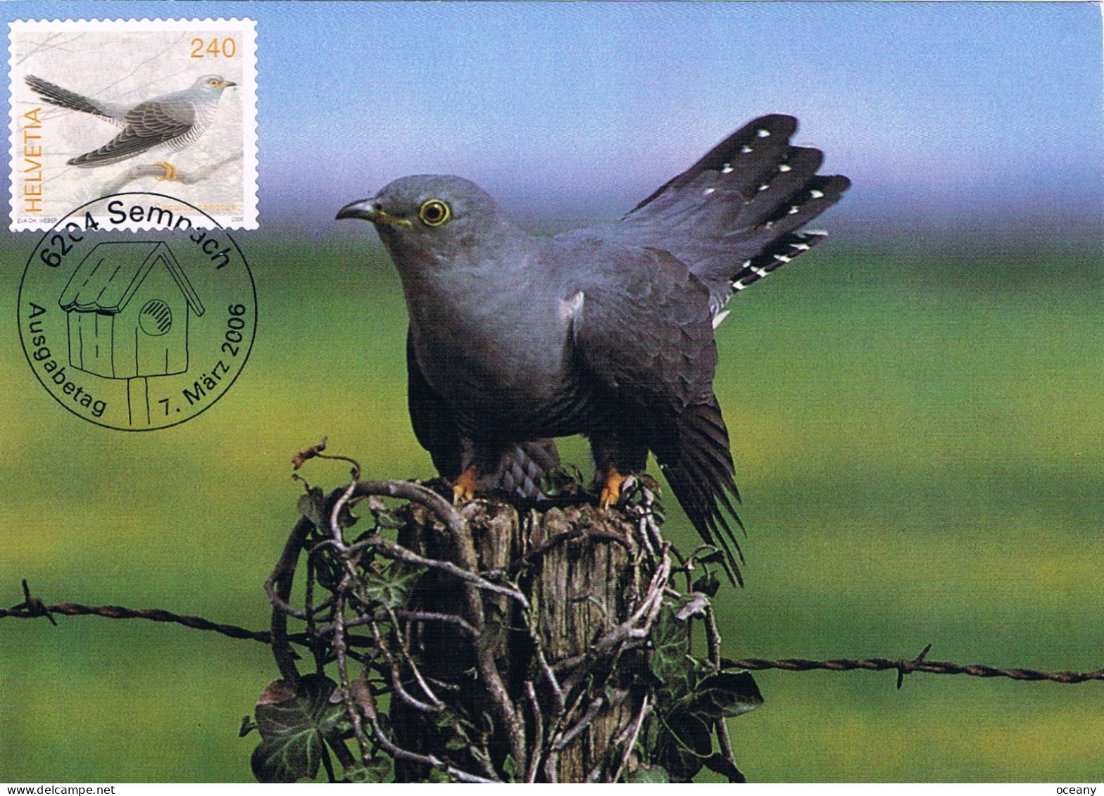 Suisse - Oiseau : Coucou (Cuculus Canorus) CM 1877 (année 2006) - Cuckoos & Turacos