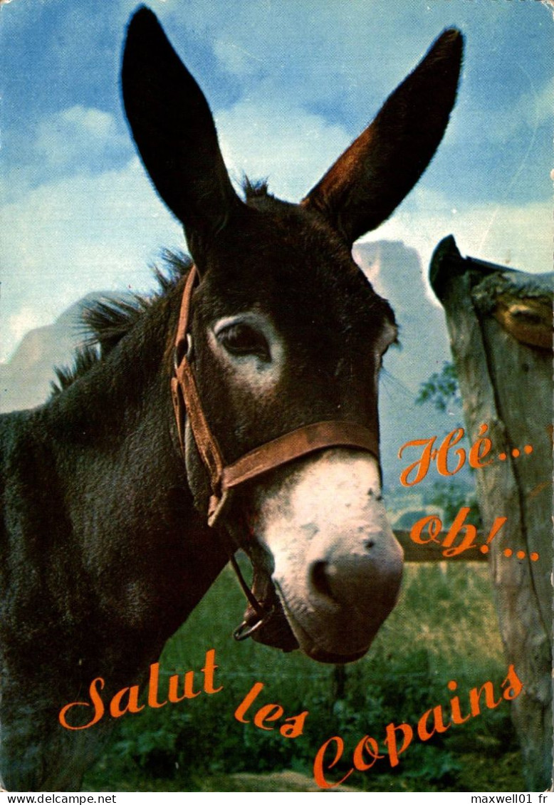 L2 - Carte Postale - Animal - Ane - Hé Oh ! ... Salut Les Copains - Anes