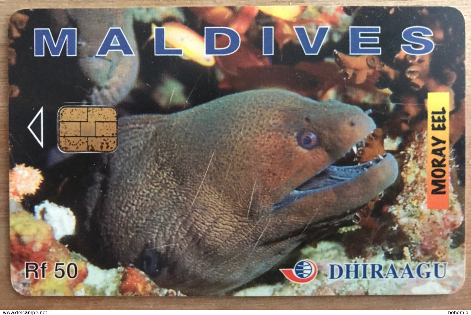 Maldives Moray Eel - Maldiven