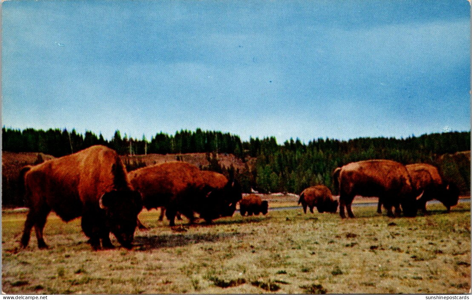 Yellowstone National Park Bison Or Buffalo Herd - Parques Nacionales USA