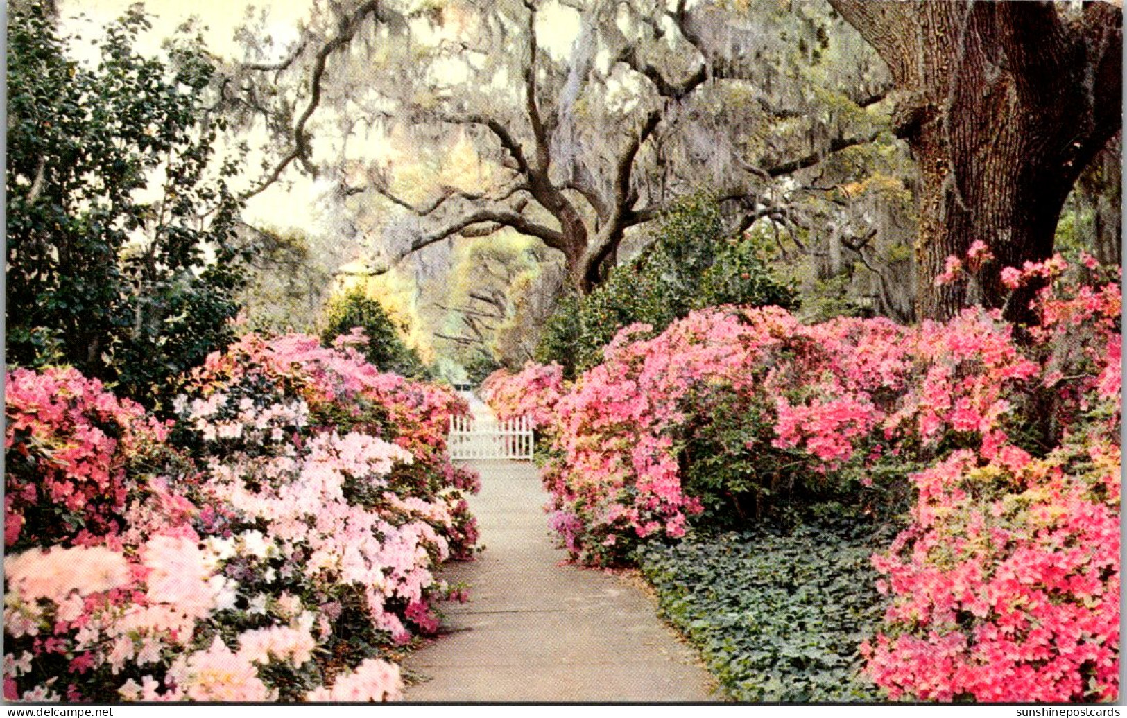 North Carolina Orton Plantation Gardens Near Wilmington - Wilmington