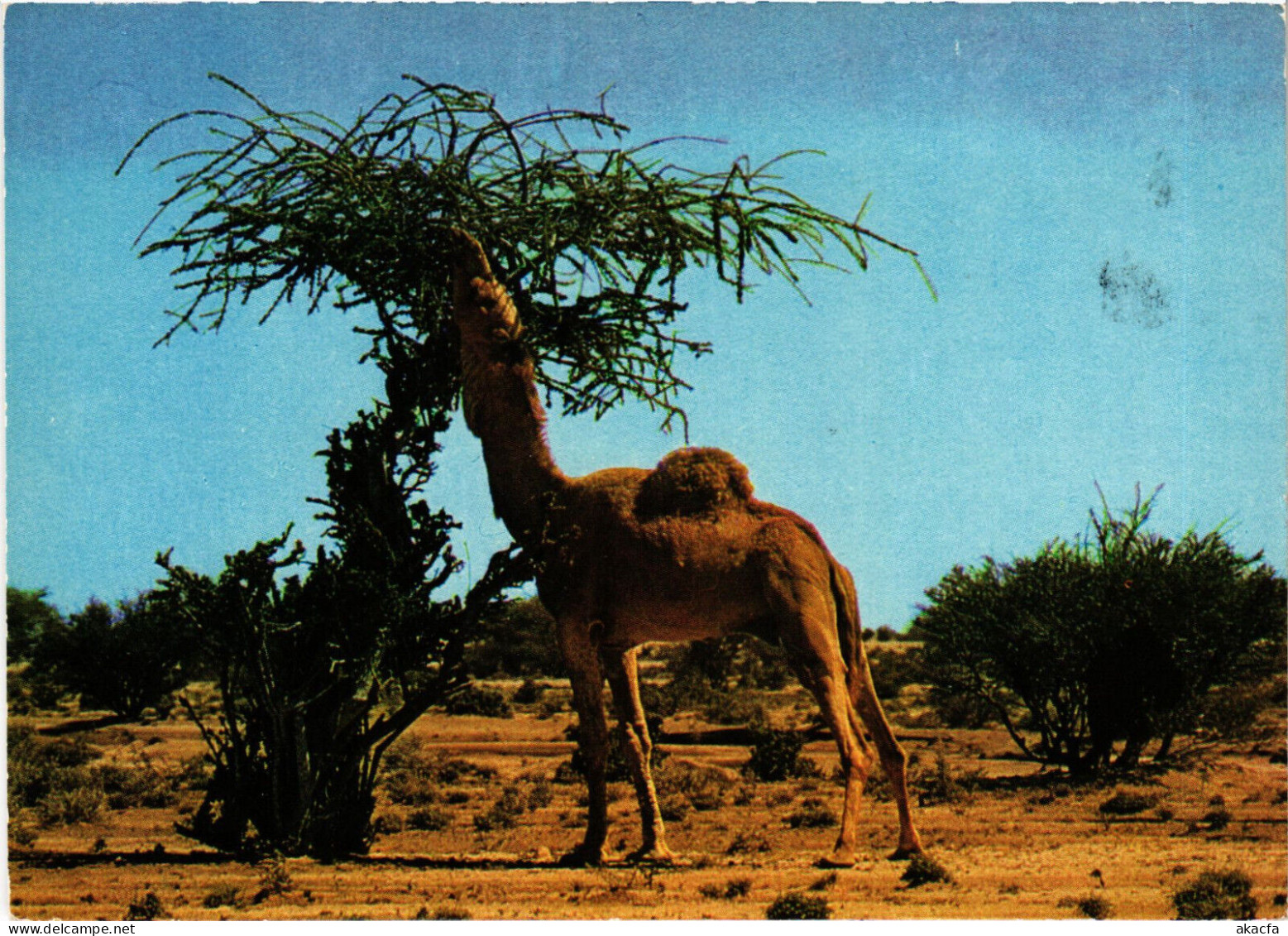 PC SAUDI ARABIA, WEST REGION, CAMEL, Modern Postcard (b48095) - Arabie Saoudite