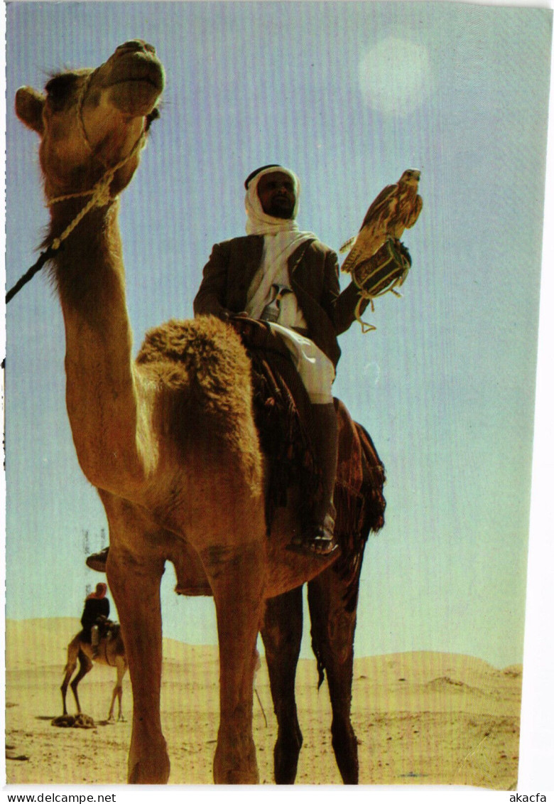 PC SAUDI ARABIA, HAWKING ON THE BACK OF A CAMEL, Modern Postcard (b48137) - Arabie Saoudite
