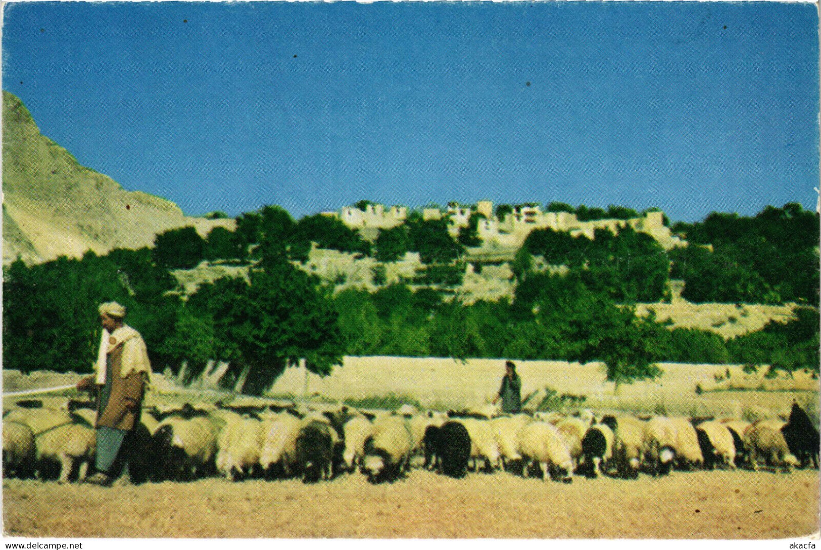 PC AFGHANISTAN, AN AFGHAN SHEPHERD DRIVING HIS SHEEP, Modern Postcard (b48150) - Afghanistan