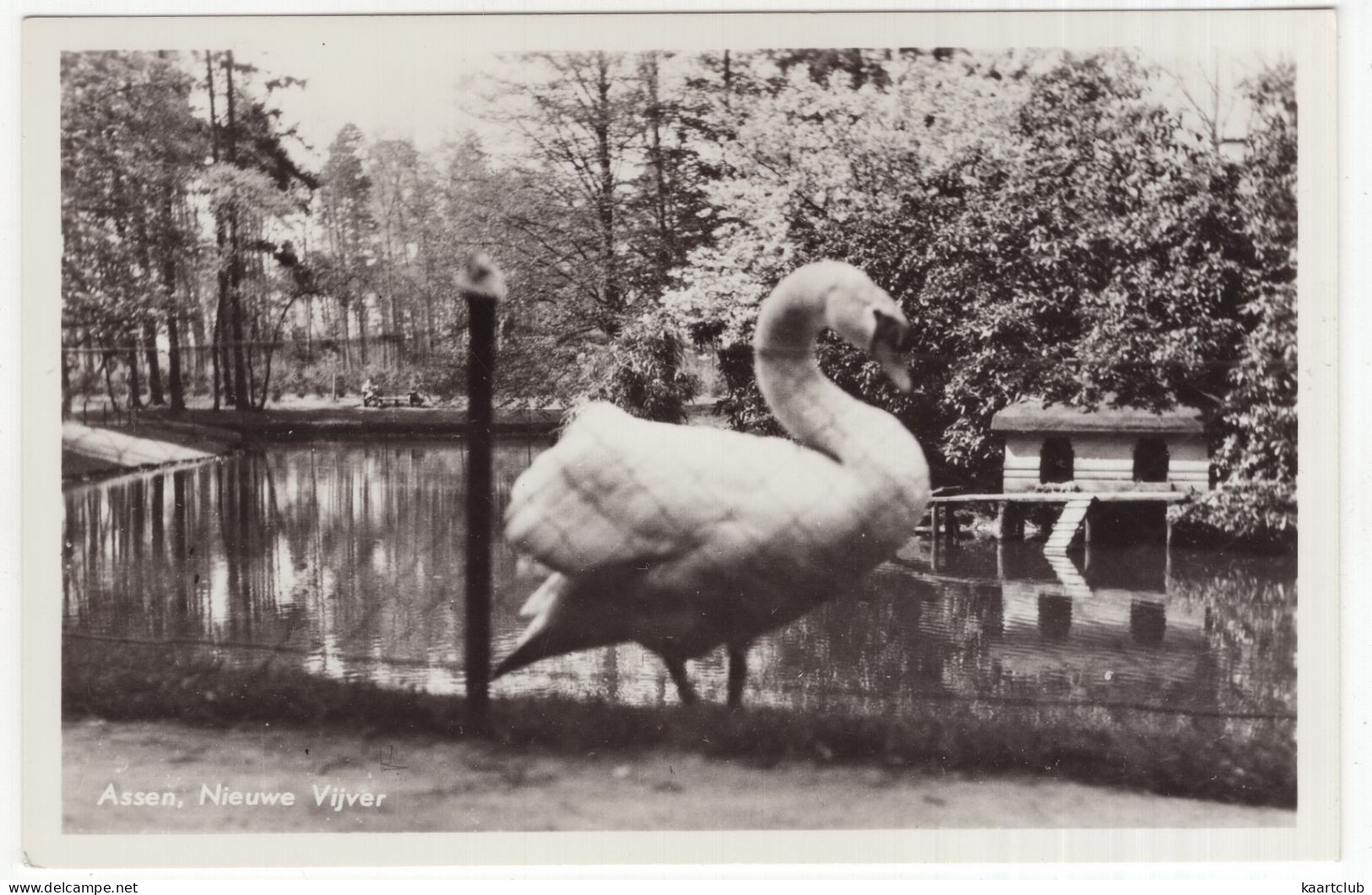 Assen, Nieuwe Vijver - (Nederland/Holland) - Zwaan / Swan - Assen