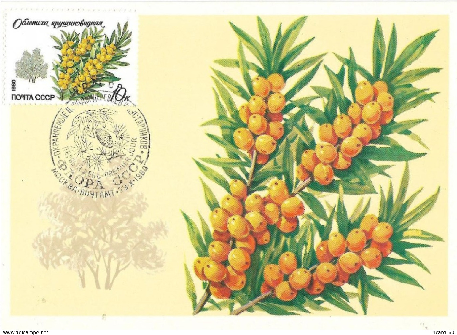 Carte Maximum Fdc URSS, 1980, N° 4745 YT, Flore, Arbres Et Arbustes, Nerprun - Tarjetas Máxima