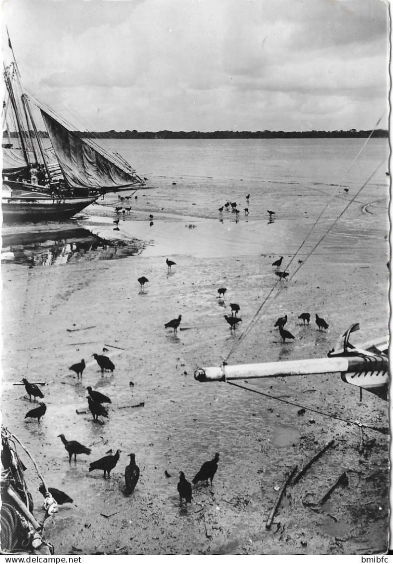 BRESIL - BELEM - Vautours Au Bord D'un Petit Bras Du Delta De L'Amazone (Photo Robillard) - Belém