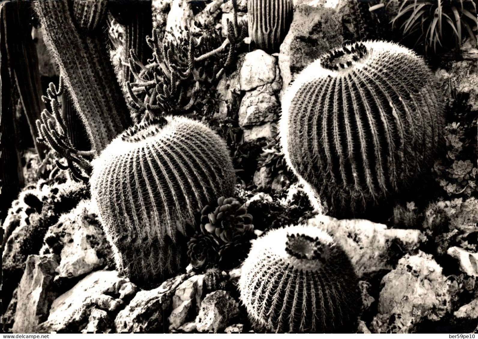 JARDIN EXOTIQUE DE MONACO ECHINOCACTUS GRUSONII - Cactus