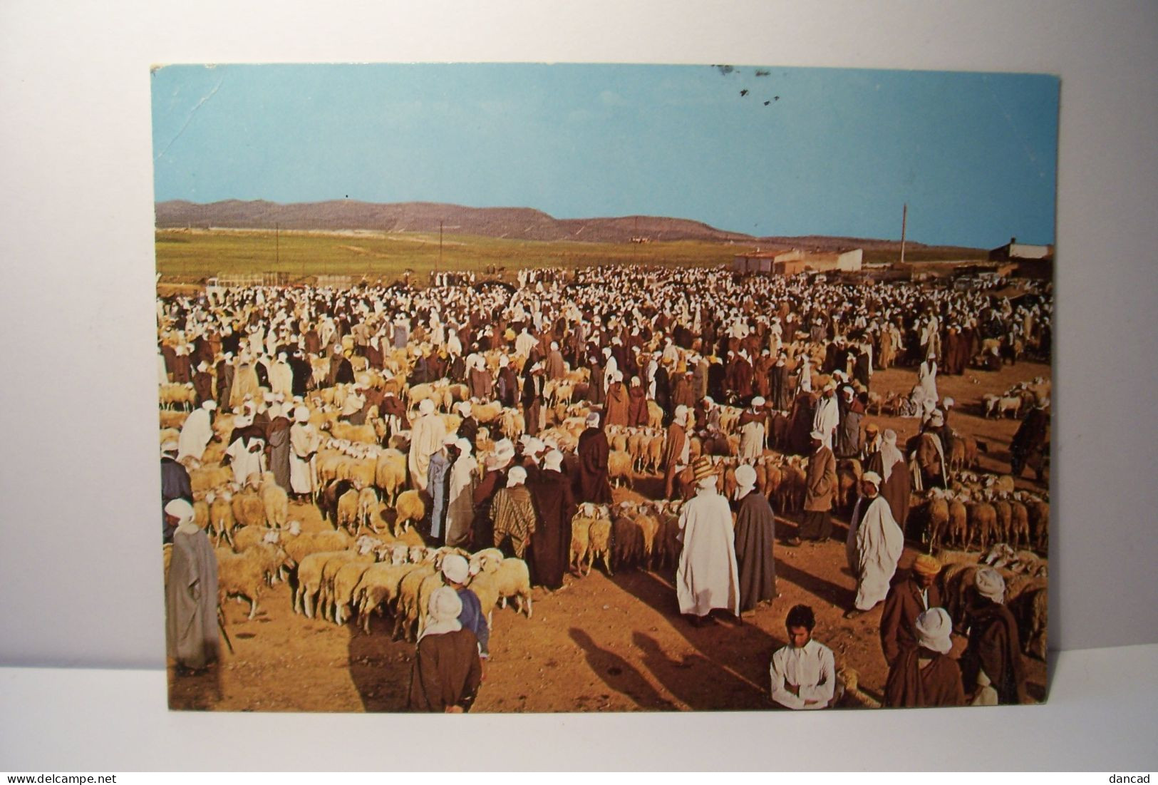 DJELFA   - Agérie - Le Marché Des Moutons - Djelfa