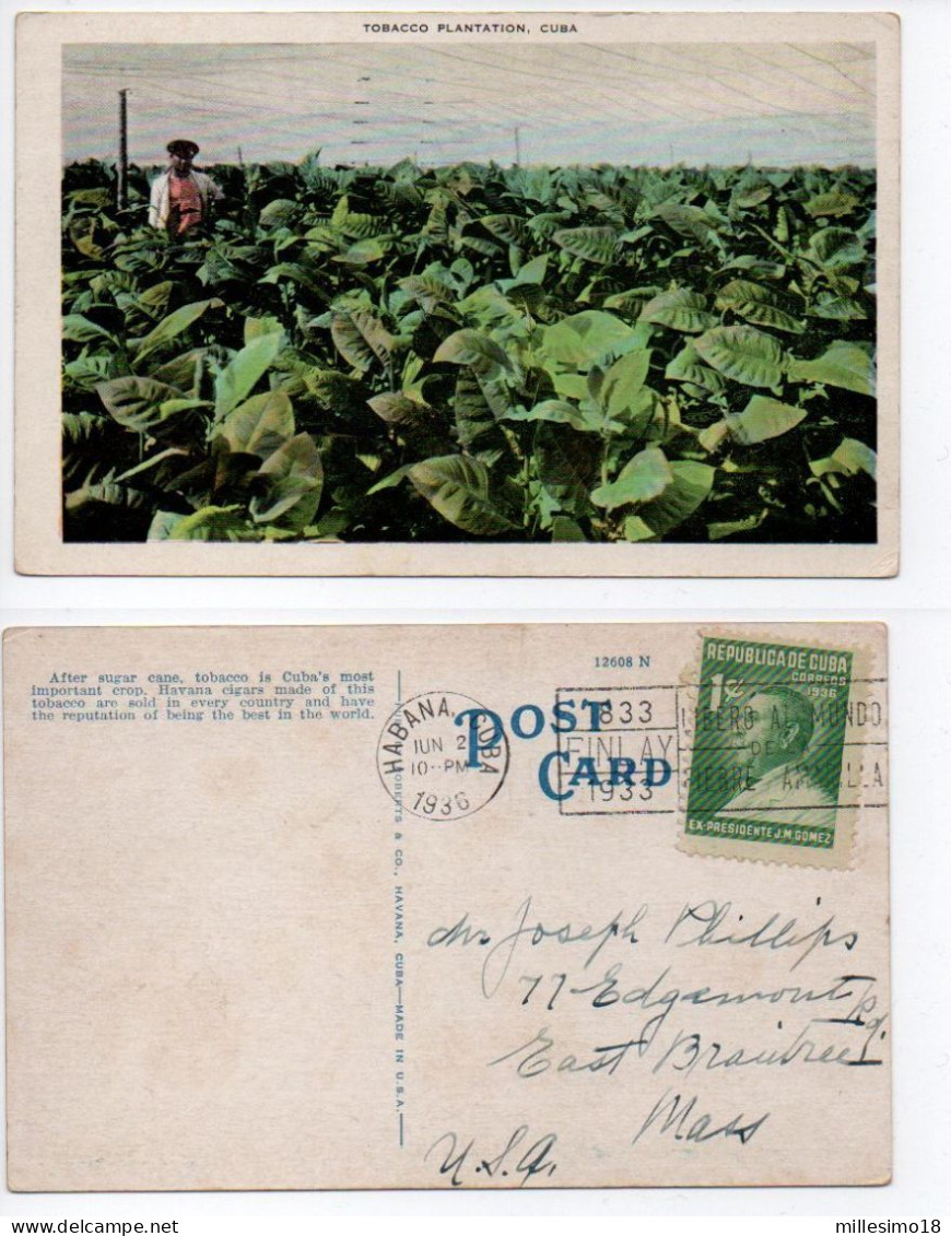 1936 Cuba Habana Postcard Tobacco Plantation - Cartas & Documentos