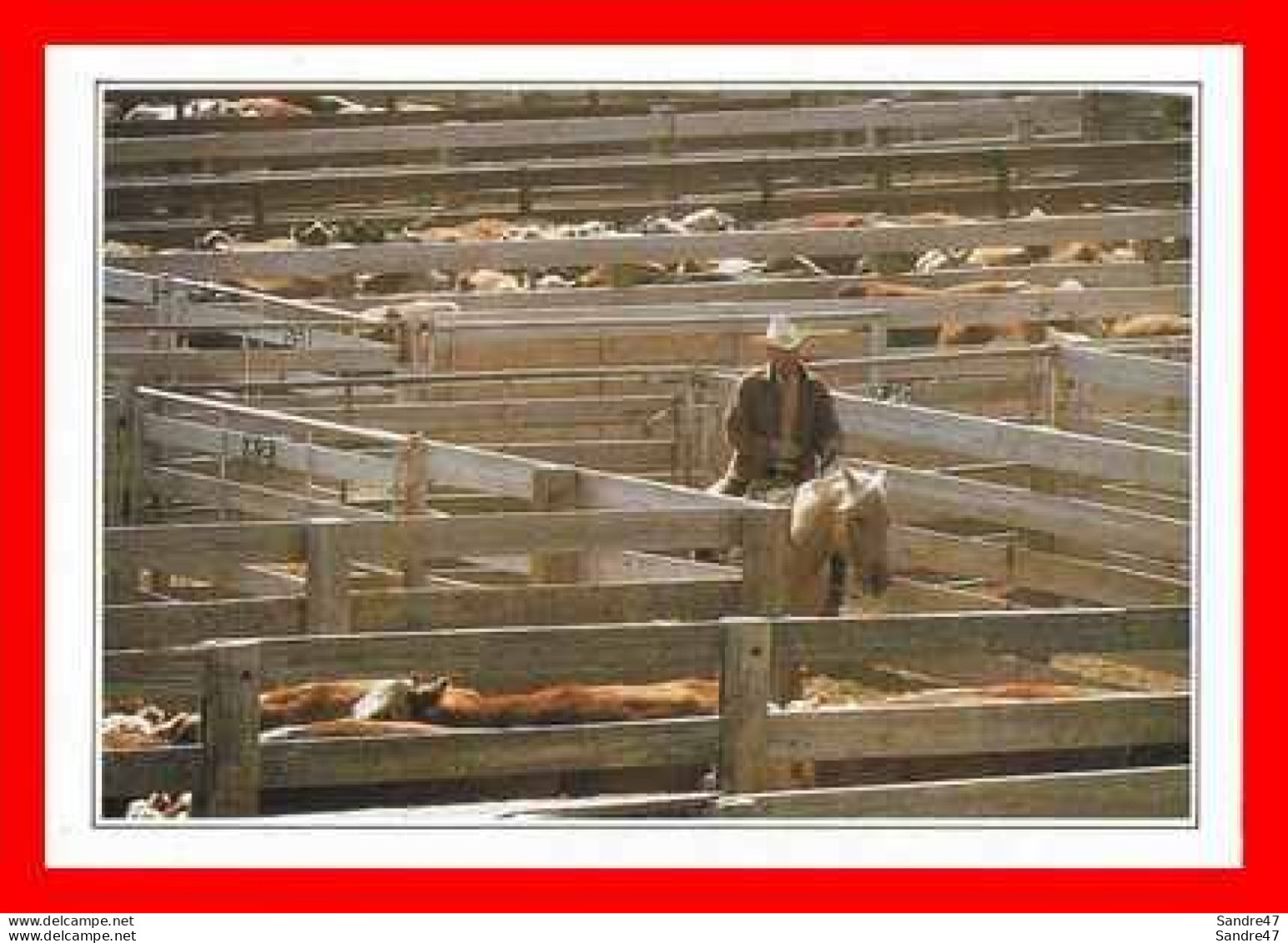 CPSM/gf  AMARILLO (Texas-Etats-Unis).  Cattle In The Corral, Exploitation Dans L'élevage Intensif Du Bétail. .*886 - Amarillo