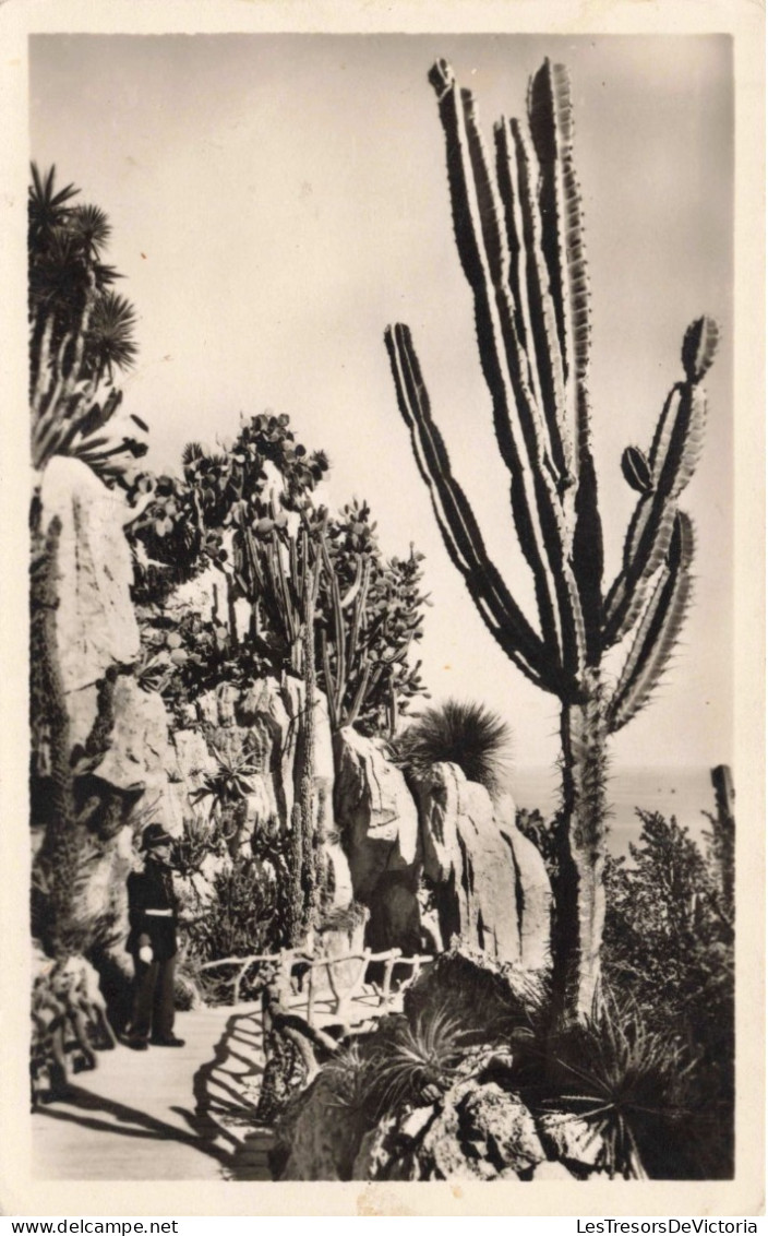 MONACO - Jardin Exotique De MONACO - Yucca - Edit. "LA CIGOGNE" - Cactus - Garde - Carte Postale Ancienne - Exotic Garden