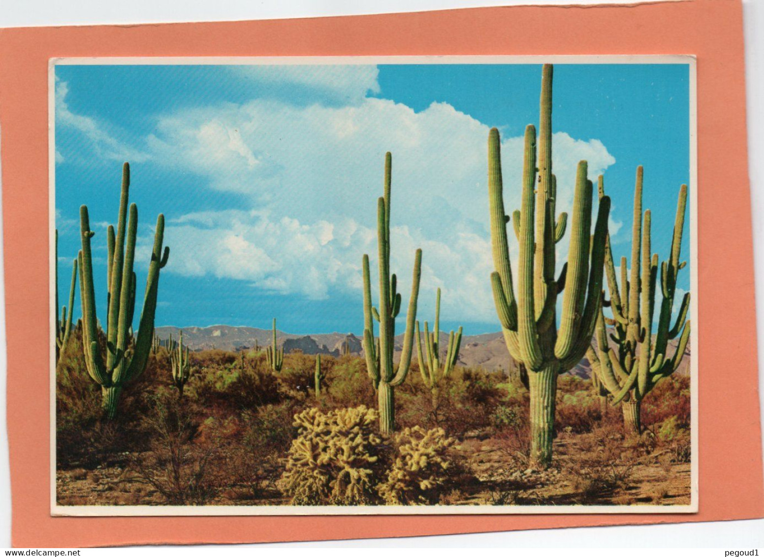 SAGUAROS  (PLANTE. CACTUS)   Achat Immédiat - Cactussen