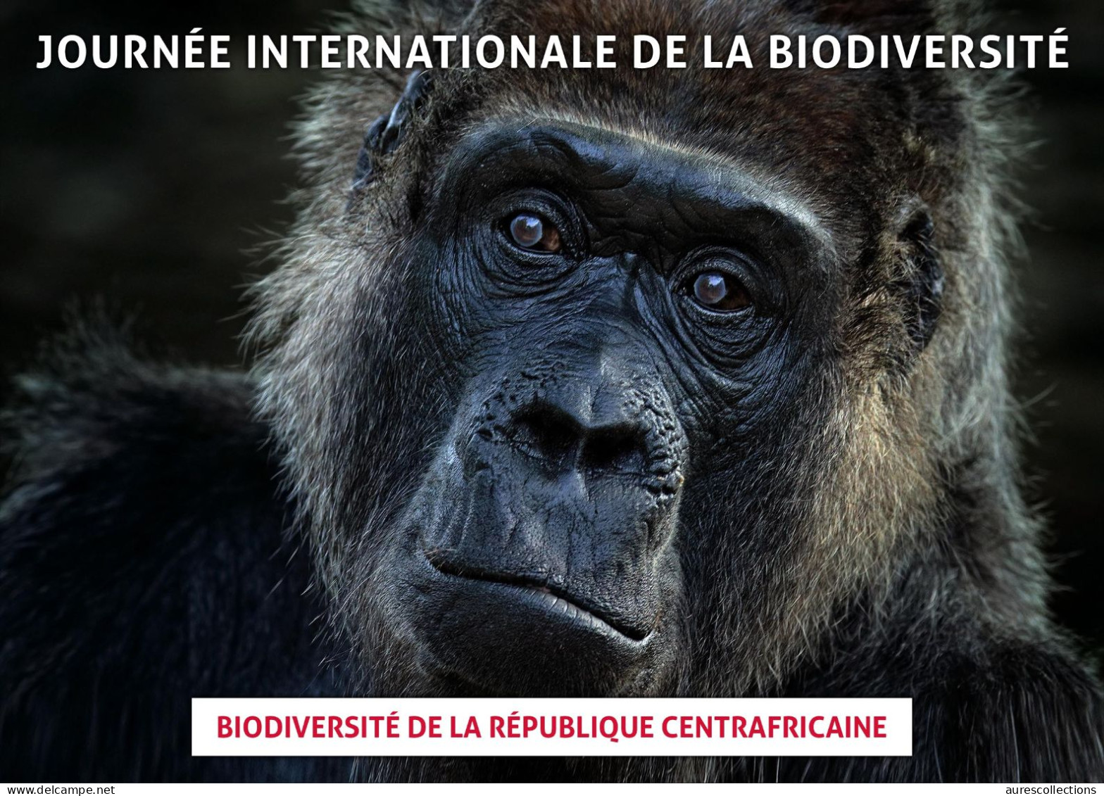 CENTRAL AFRICAN CENTRAFRICAINE 2023 - STATIONERY CARD - GORILLAS GORILLA GORILLE GORILLES APES - BIODIVERSITY - Gorilla