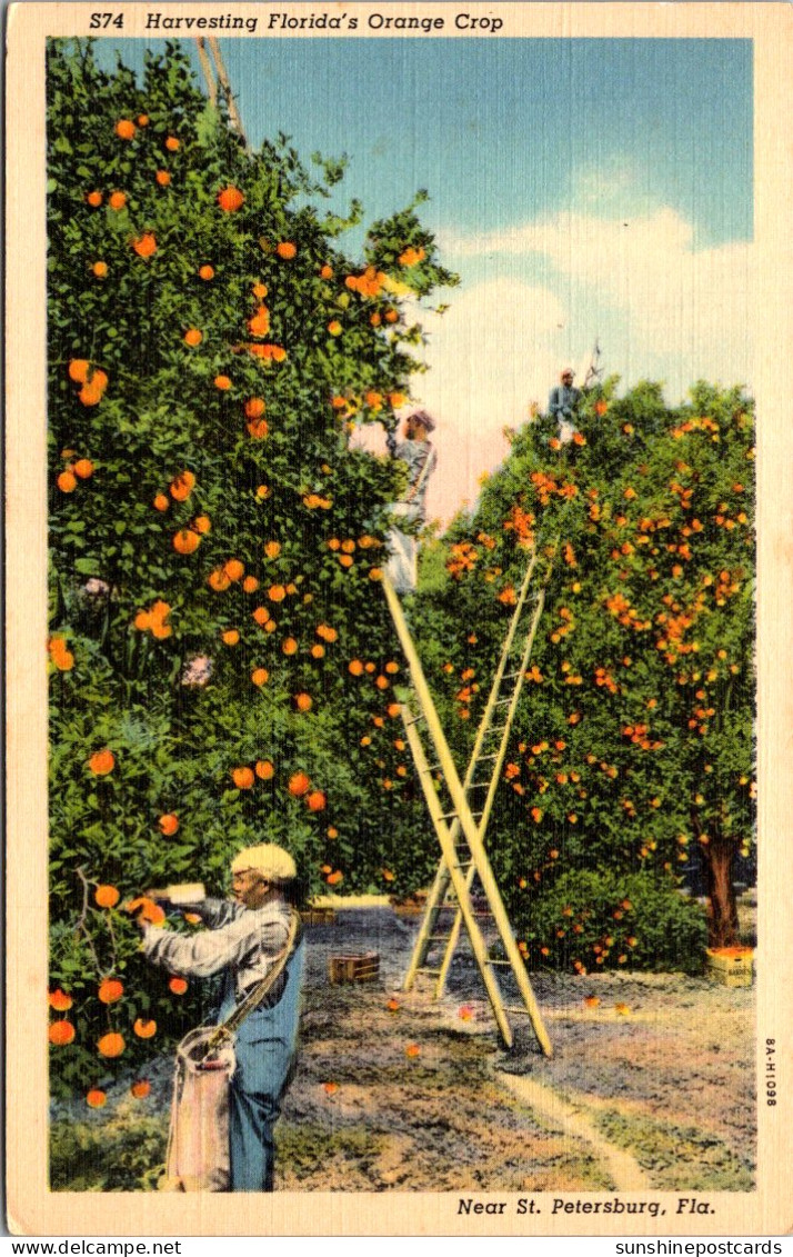 Florida St Petersburg Harvesting Florida's Orange Crop Curteich - St Petersburg