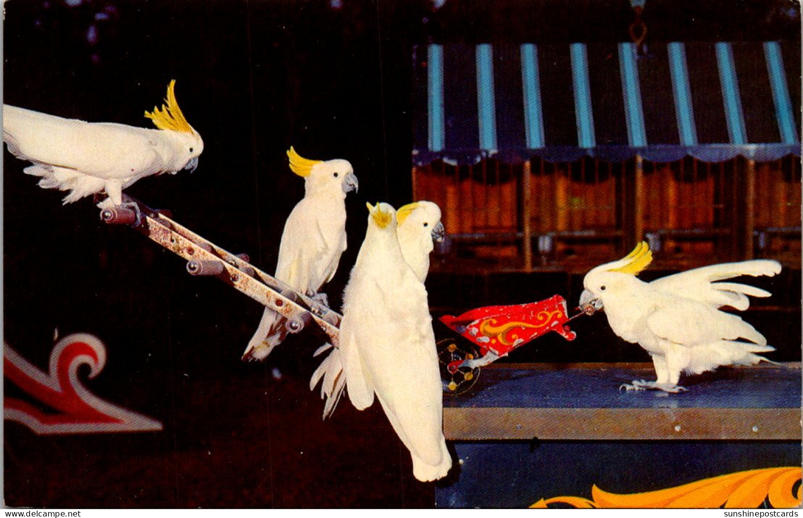 Florida Tampa Busch Gardens Billy The Cockatoo Pushing Wheeelbarrow - Tampa
